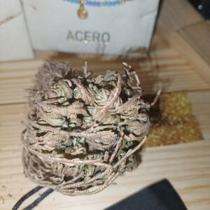 Flor de Jerico  pequeña