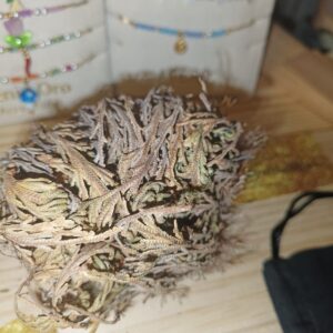 Flor de Jerico Grande