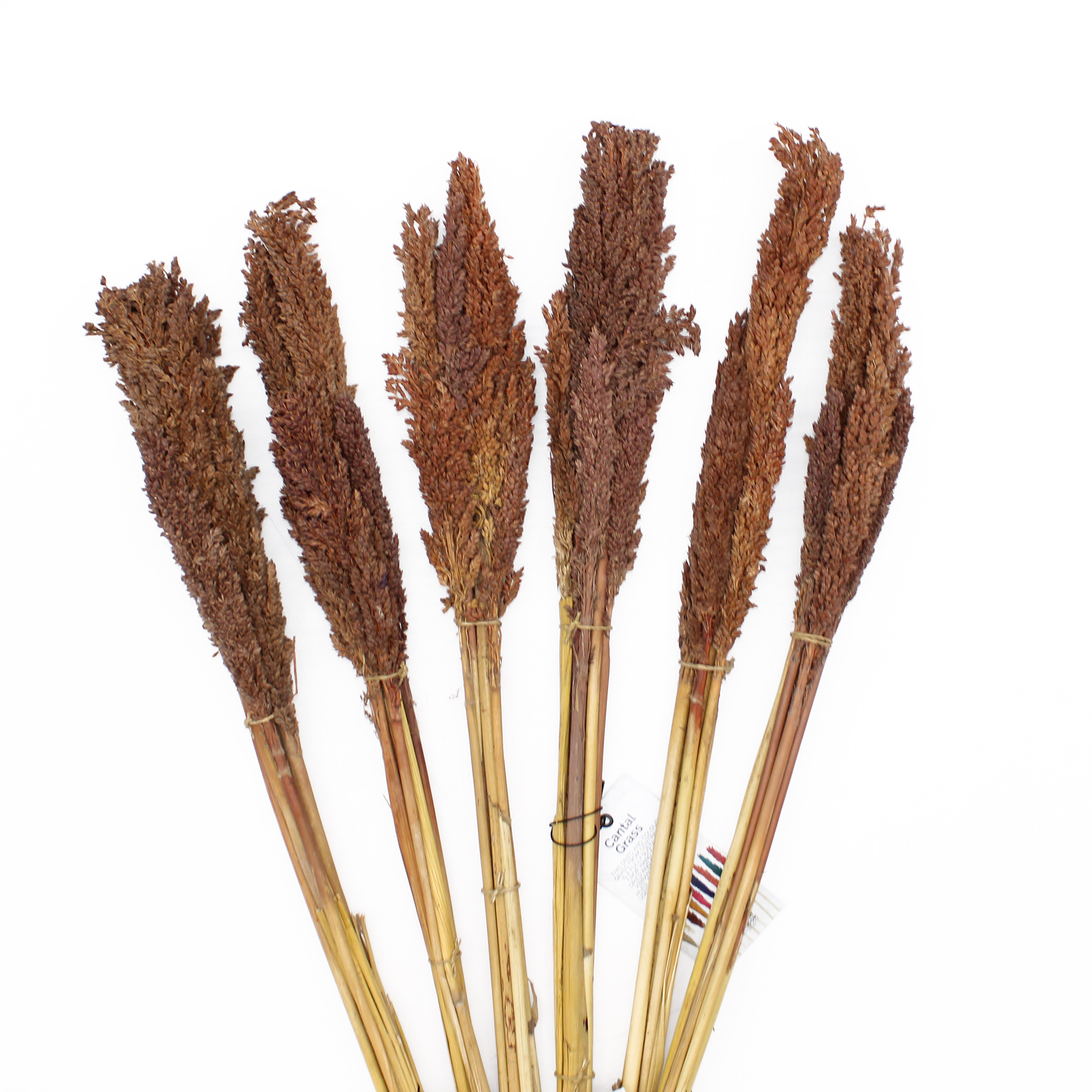 hierba de cantal - Chocolate