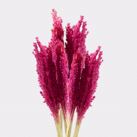 hierba de cantal - Rosa